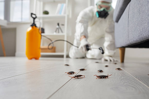 Post-Treatment Bed Bug Interceptor Monitoring in Brooklyn Park